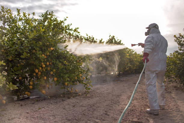 Best Termite Control Services  in Friendswood, TX