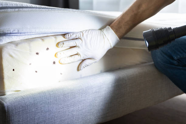 Best Pest Control Near Me  in Friendswood, TX